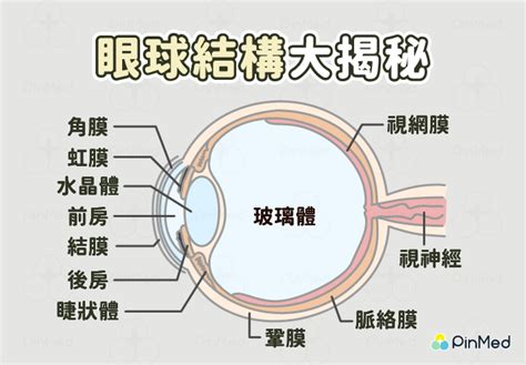 眼睛是什麼|眼睛構造全分析介紹 